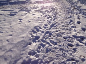 Snowprints